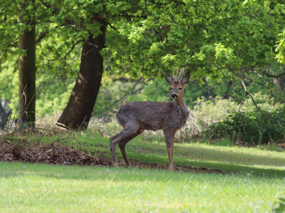 Deer Lodge ウィンボーン・ミンスター エクステリア 写真
